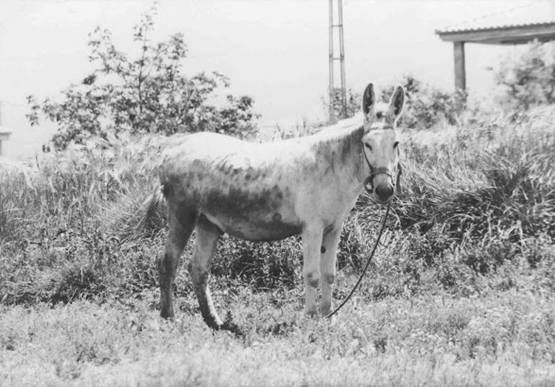 Burro pastando en la vega.jpg